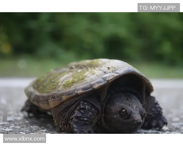 Zika病毒与鳄鱼抗压能力的关系研究及其生态适应机制探讨