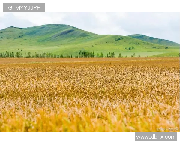 暖阳收割时节的丰收与希望交织的美丽画卷